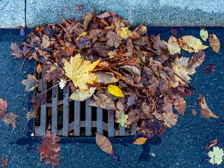 Mit herbstlichem Laub verstopfter Abwasserschacht