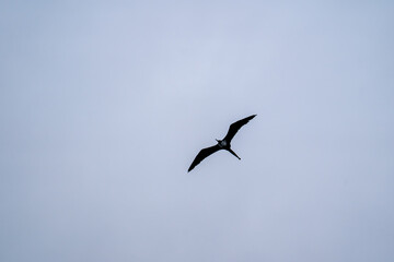 Magnificent frigatebird soaring high in cloudy sky with outstretched wings