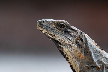 Close-up portrait of black spiny-tailed iguana with detailed scales and soft background