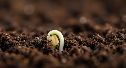 A new life begins as a tiny sprout emerges from fertile soil, a symbol of hope and growth