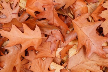 Autumn leaves background. Brown oak leaves of a American oak seen from above. Autumn concept.
