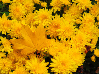 Yellow maple leaf on chrysanthemum flowers