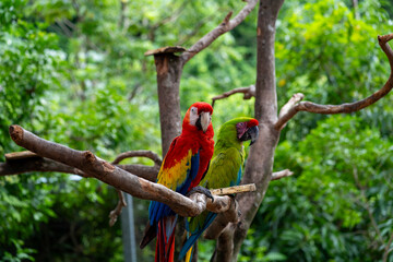 Scarlet macaw and military macaw perched together on tree branches in tropical forest