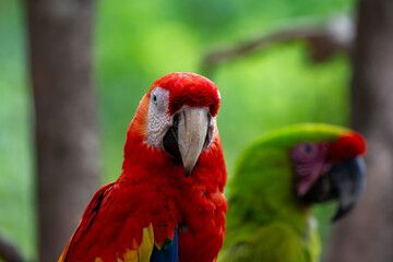 Scarlet macaw and military macaw side by side in tropical forest environment