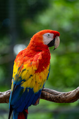 Vibrant scarlet macaw perched on branch in tropical setting