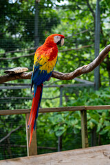 Scarlet macaw perched on branch in tropical enclosure surrounded by lush greenery