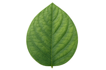Obraz premium Fresh green leaf showing natural veins and texture, isolated on transparent background, symbolizing nature and growth