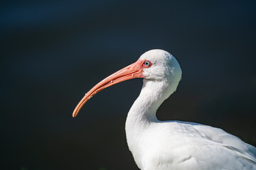 White ibis close-up with long curved orange bill and dark background