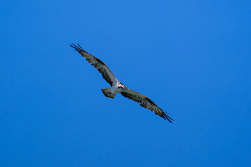 Osprey gliding with wings fully spread against clear blue sky