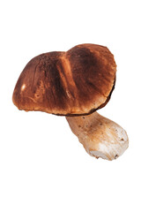 Isolated porcini mushroom on white background, forest edible fungi and natural organic food concept