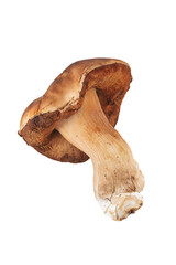 Isolated porcini mushroom on white background, forest edible fungi and natural organic food concept