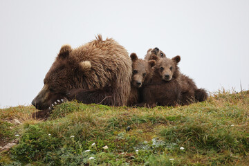Sleeping Momma Bear w/ cubs © Jim