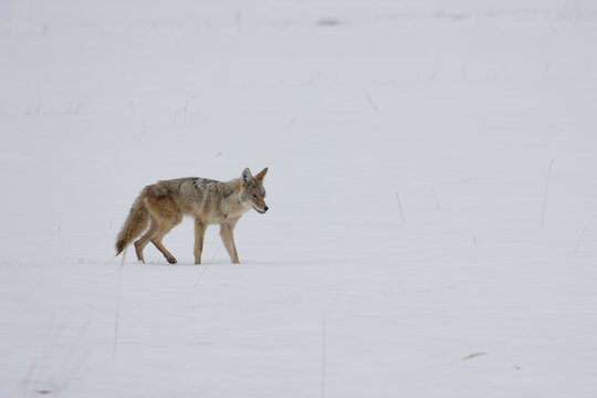 Winter Coyote