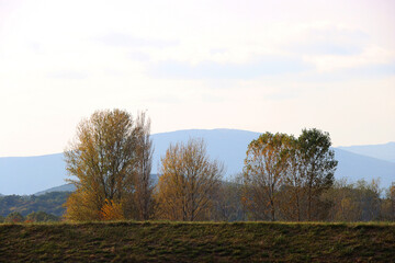 Obraz premium Beautiful meadow near river Cetina, in Sinj, Croatia. Autumn leaves on the trees.