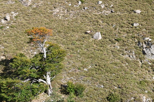 Autour d'Aull&egrave;ne en Corse du Sud