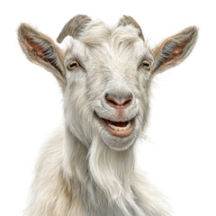 Fototapeta premium Smiling goat with fluffy white fur looking cheerful against a bright background isolated on transparent background