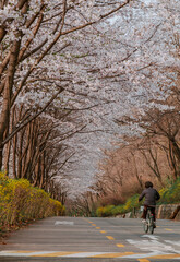 Cherry Blossoms at Haneul Park in Seoul, South Korea