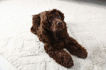 Cute Cocker Spaniel dog on floor at home