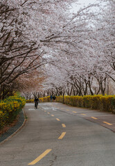 Cherry Blossoms at Haneul Park in Seoul, South Korea