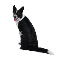 Cute Border Collie dog on white background
