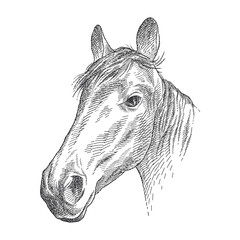 Hand-drawn graphic sketch of horse portrait in black isolated on white background.