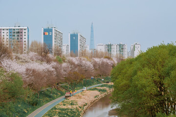 Yangjaecheon Stream Cherry Blossoms in Seoul, South Korea