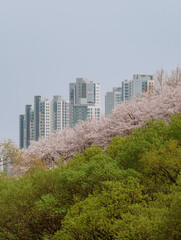 Obraz premium Yangjaecheon Stream Cherry Blossoms in Seoul, South Korea