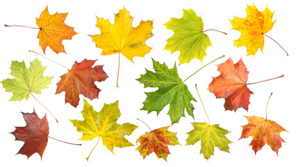 Autumn leaves isolated on white, set. Fall season
