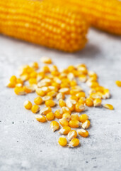 Yellow Strawberry Corn (Zea mays convar.) seeds in front of corn cobs, showing bright yellow tones and natural harvest atmosphere. Seeds for planting in spring. Gardening concept. 