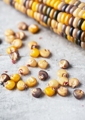 Colorful Indian corn (Indian Corn, Zea mays var. indurata) seeds in front of corn cob with bright yellow tones and natural harvest atmosphere. Seeds for planting in spring. Gardening concept. 