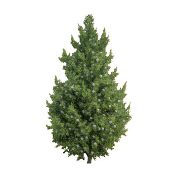 PNG Festive evergreen tree decoration