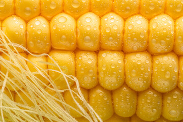 Maize cob or corn cob and maize corn silk close up. Macro shot.