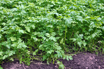 Mustard (Sinapis) grows in a farm field