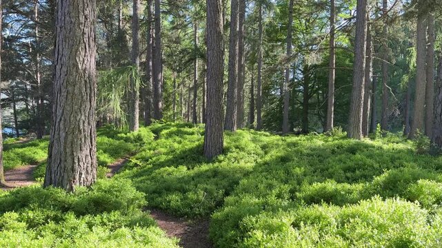 Footpath through green blueberry and bilberry bushes in a Scottish pine forest in summer. Panning shot.