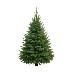 Fototapeta premium PNG Realistic evergreen tree illustration.