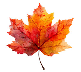 Fototapeta premium Watercolor Maple Leaf Autumn Colors isolated on a transparent background