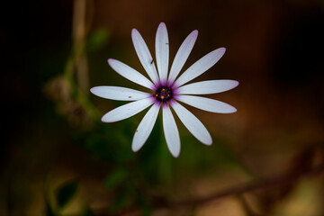African Daisy (Osteospermum)
