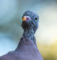 Close up of a wood pigeon moulting its head feathers © Sarah