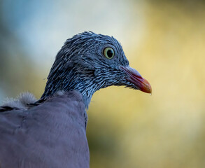 Close up of a wood pigeon moulting its head feathers