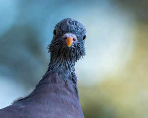 Close up of a wood pigeon moulting its head feathers © Sarah