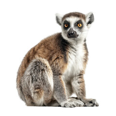 Obraz premium Lemur sits calmly on a white background, showcasing its striking features and furry coat in detail isolated on transparent background