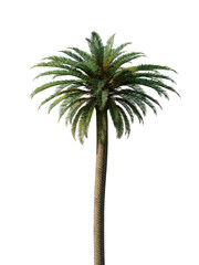 A tall palm tree with a white background