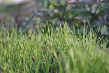 green grass with dew drops