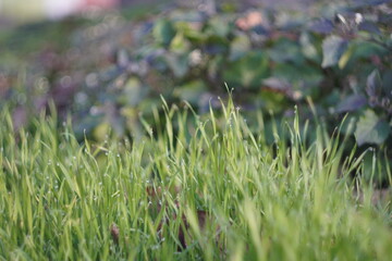 green grass with dew drops