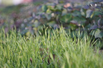 green grass with dew drops