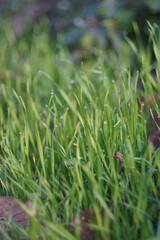 green grass with dew drops