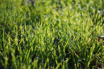 green grass background