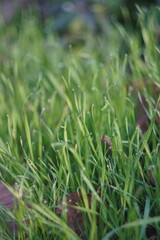 green grass in the morning