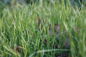green grass in the morning