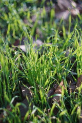 close up of green grass
